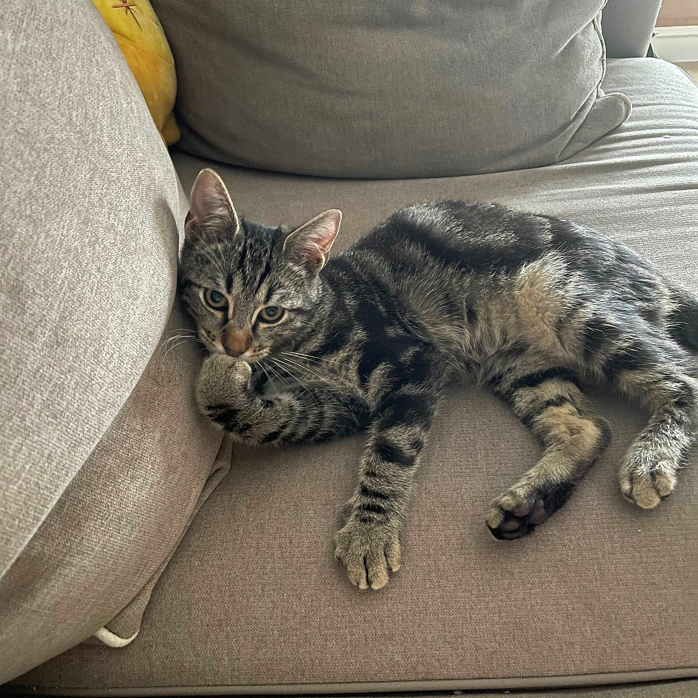 Hades participe au concours pour gagner de l'argent avec cette photo : cat, kitten, tabby, striped_fur, pet, animal, lying_down, lounging, sofa, couch, cushion, plush_toy, toy, indoor, home, sunlight, relaxed, whiskers, paws, portrait