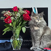 Sassy is registered to the contest to win money with this photo: cat, gray_cat, fluffy_cat, flower_vase, red_roses, baby's_breath, glass_vase, computer_monitor, keyboard, desk, indoor, pet, flowers, plant, cable, cord, still_life, domestic_animal, curious, sitting
