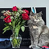 cat, gray_cat, fluffy_cat, flower_vase, red_roses, baby's_breath, glass_vase, computer_monitor, keyboard, desk, indoor, pet, flowers, plant, cable, cord, still_life, domestic_animal, curious, sitting