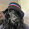 Twix participe au concours pour gagner de l'argent avec cette photo : dog, black_dog, hat, long_fur, curly_fur, portrait, indoor, calm, pet, canine, close_up, fashion, accessory, animal, domestic_animal, looking_away, cozy, wall, cabinet, sitting