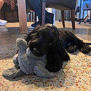 Twix a rejoint le concours — aidez-le/la à gagner de superbes lots ! puppy, dog, black_dog, toy, stuffed_animal, elephant_toy, floor, indoor, tile_floor, furniture, chair, person, legs, playing, pet, cute, animal, domestic_animal, lying_down, chewing