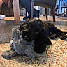 puppy, dog, black_dog, toy, stuffed_animal, elephant_toy, floor, indoor, tile_floor, furniture, chair, person, legs, playing, pet, cute, animal, domestic_animal, lying_down, chewing