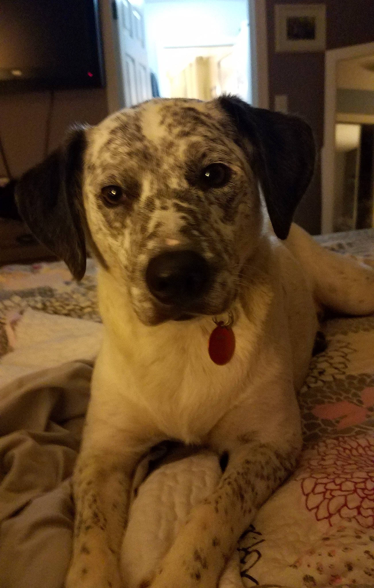 Bentley joined the competition — help win amazing prizes! canidae, carnivore, catahoula_bulldog, companion_dog, dog, dog_breed, louisiana_catahoula_leopard_dog, mammal, non_sporting_group, rare_breed_dog, snout, sporting_group, vertebrate, whiskers