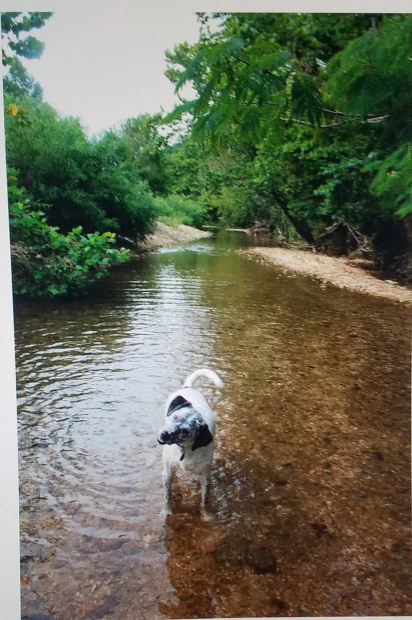 Bentley is registered to the contest to win money with this photo: bank, biome, body_of_water, canal, creek, fluvial_landforms_of_streams, jungle, natural_environment, nature, nature_reserve, rainforest, riparian_zone, river, stream, tree, tributary, water, water_resources, watercourse, waterway