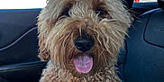 Oakley joined the competition — help win amazing prizes! dog, curly_fur, pet, car_interior, leash, harness, tongue_out, happy, seat, window, blue_sky, mountain, daylight, vehicle, closeup, canine, fur, animal, transportation, sunlight