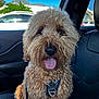 dog, curly_fur, pet, car_interior, leash, harness, tongue_out, happy, seat, window, blue_sky, mountain, daylight, vehicle, closeup, canine, fur, animal, transportation, sunlight