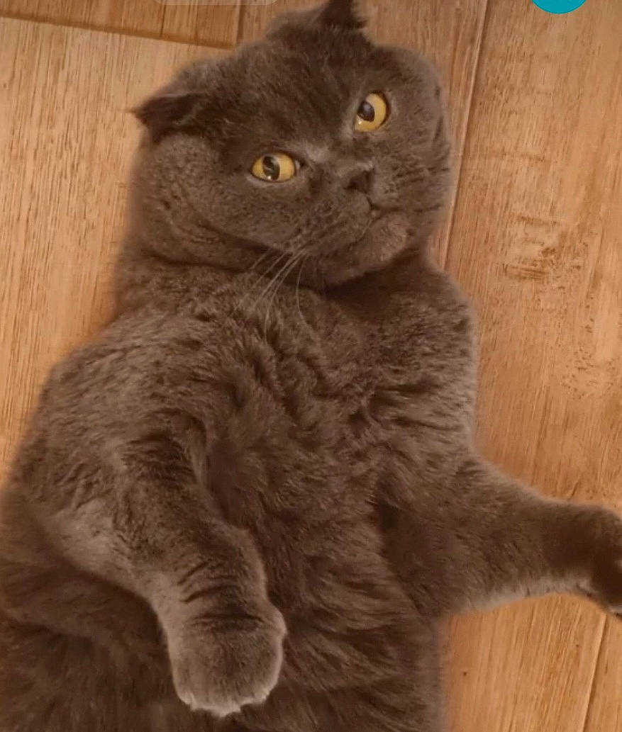 Rose a rejoint le concours — aidez-le/la à gagner de superbes lots ! black_cat, carnivore, cat, domestic_short_haired_cat, eye, fawn, felidae, fur, grey, hardwood, russian_blue, small_to_medium_sized_cats, snout, tail, terrestrial_animal, whiskers, window, wood