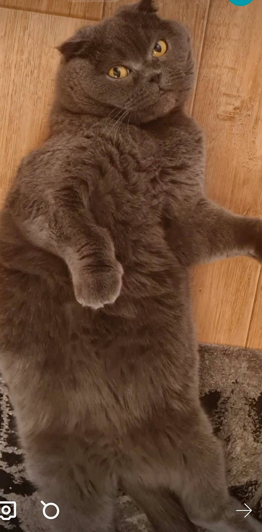 Rose participe au concours pour gagner de l'argent avec cette photo : art, carnivore, cat, claw, domestic_short_haired_cat, felidae, fur, gesture, grey, paw, small_to_medium_sized_cats, snout, tail, terrestrial_animal, whiskers, wildlife, window, wood