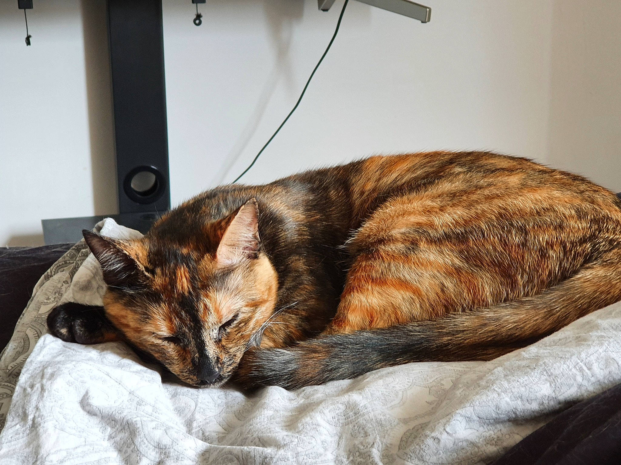 Masha a rejoint le concours — aidez-le/la à gagner de superbes lots ! canidae, carnivore, cat, claw, comfort, domestic_short_haired_cat, fawn, felidae, fur, linens, nap, room, sitting, sleep, small_to_medium_sized_cats, snout, tail, terrestrial_animal, whiskers, wildlife