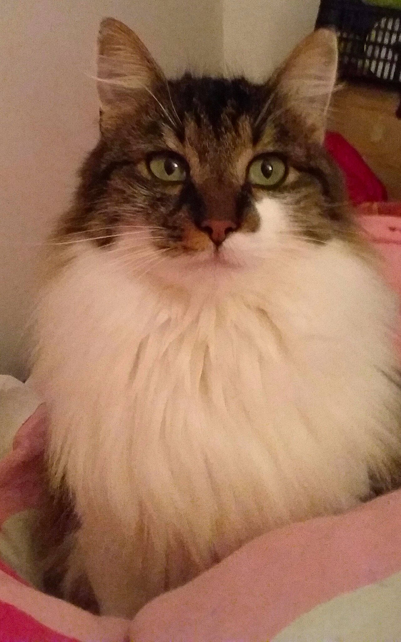 Shana participe au concours pour gagner de l'argent avec cette photo : aegean_cat, asian_semi_longhair, british_semi_longhair, cat, cat_like_mammal, domestic_long_haired_cat, domestic_short_haired_cat, fur, kitten, norwegian_forest_cat, ragamuffin, ragdoll, siberian, small_to_medium_sized_cats, snout, somali, whiskers