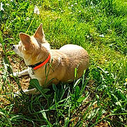 Poupette participe au concours pour gagner de l'argent avec cette photo : animal, canine, collar, dandelion, daylight, dog, field, fur, grass, greenery, leaves, mammal, nature, outdoor, pet, relaxing, small_dog, summer, sunlight, wild_plants