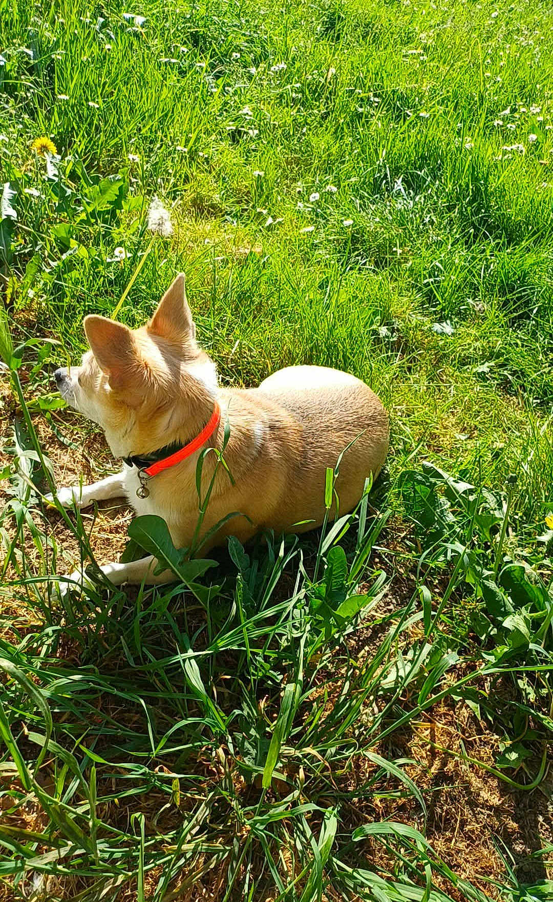 Poupette