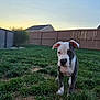 dog, puppy, backyard, grass, fence, sunset, outdoor, pet, canine, young, playing, nature, house, pool, animal, curious, daylight, lawn, domestic, cute