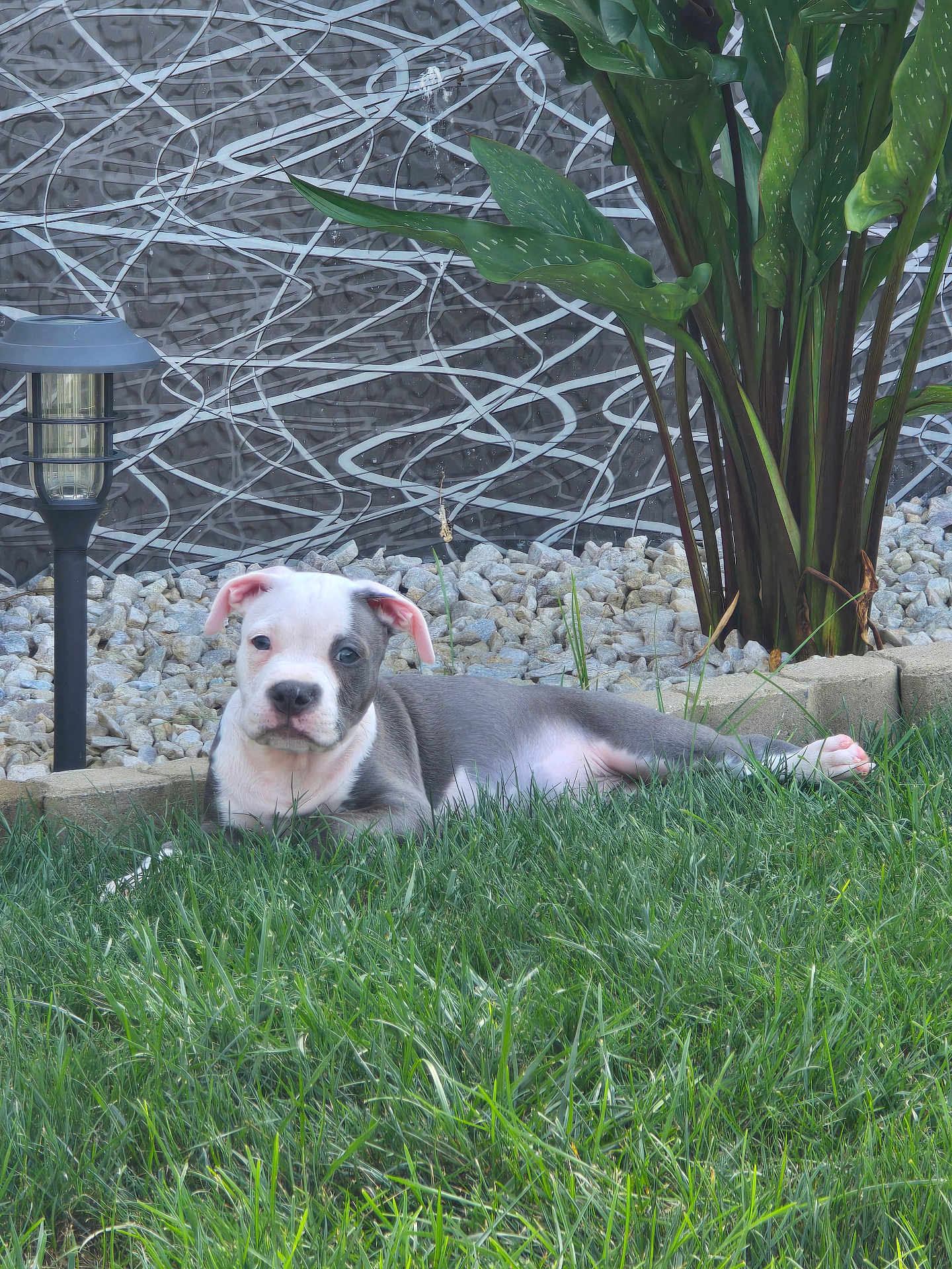 Luca