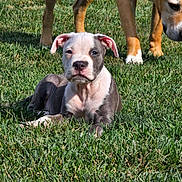 Luca is registered to the contest to win money with this photo: dog, puppy, grass, outdoor, pet, animal, canine, laying_down, brown_dog, white_and_gray_puppy, nature, sunlight, summer, ears, snout, legs, greenery, playful, companion, curious