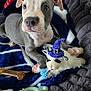 puppy, dog, blue_eyes, blanket, plush_toy, witch_hat, toy, cute, pet, indoor, cozy, fur, small_dog, animal, playful, resting, closeup, snout, ears, paw