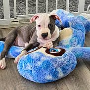 Luca is registered to the contest to win money with this photo: animal, baby_gate, blue, cozy, cute, dog, floor, fur, home, indoor, lying_down, pet, pet_toy, playful, puppy, relaxed, snuggle, stuffed_toy, toy, young_dog