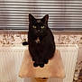 black_cat, cat, cat_tree, indoor, pet, feline, green_eyes, window_blinds, radiator, floral_wallpaper, basket, clothes, wooden_floor, sitting, pet_accessory, domestic_cat, collar, animal, cute, household