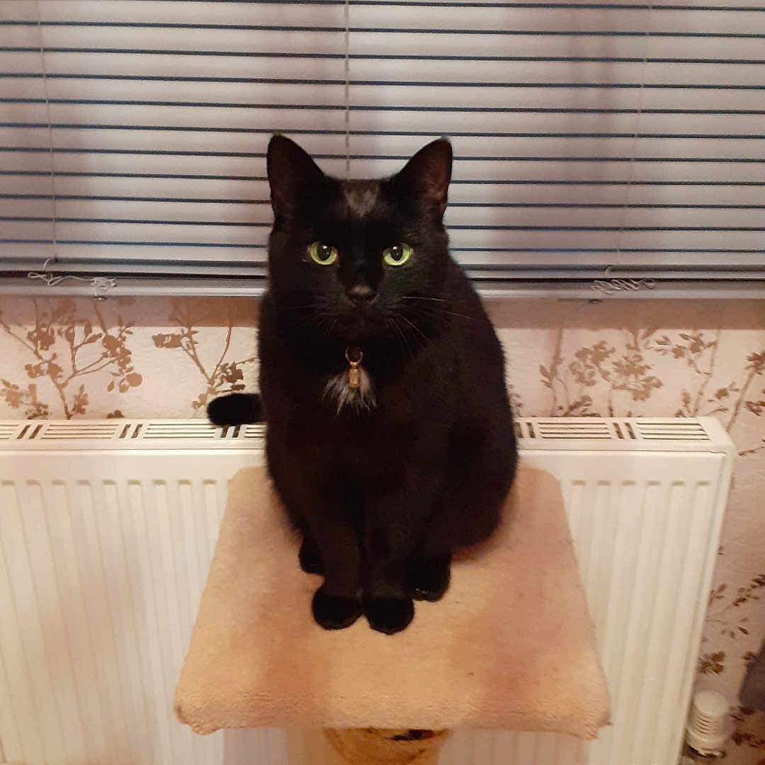 Minnie is registered to the contest to win money with this photo: animal, basket, black_cat, cat, cat_tree, clothes, collar, cute, domestic_cat, feline, floral_wallpaper, green_eyes, household, indoor, pet, pet_accessory, radiator, sitting, window_blinds, wooden_floor