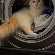 Woody a rejoint le concours — aidez-le/la à gagner de superbes lots ! cat, laundry, washing_machine, fluffy, white_cat, orange_tail, household, indoor, pet, curious, cozy, fabric, clothing, appliance, domestic, feline, relaxed, home, cute, animal