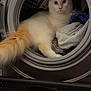 cat, laundry, washing_machine, fluffy, white_cat, orange_tail, household, indoor, pet, curious, cozy, fabric, clothing, appliance, domestic, feline, relaxed, home, cute, animal