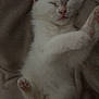 kitten, cat, sleeping, white_fur, paw, blanket, cozy, relaxed, cute, pet, animal, furry, indoor, soft, resting, fur, whiskers, adorable, closeup, domestic_cat