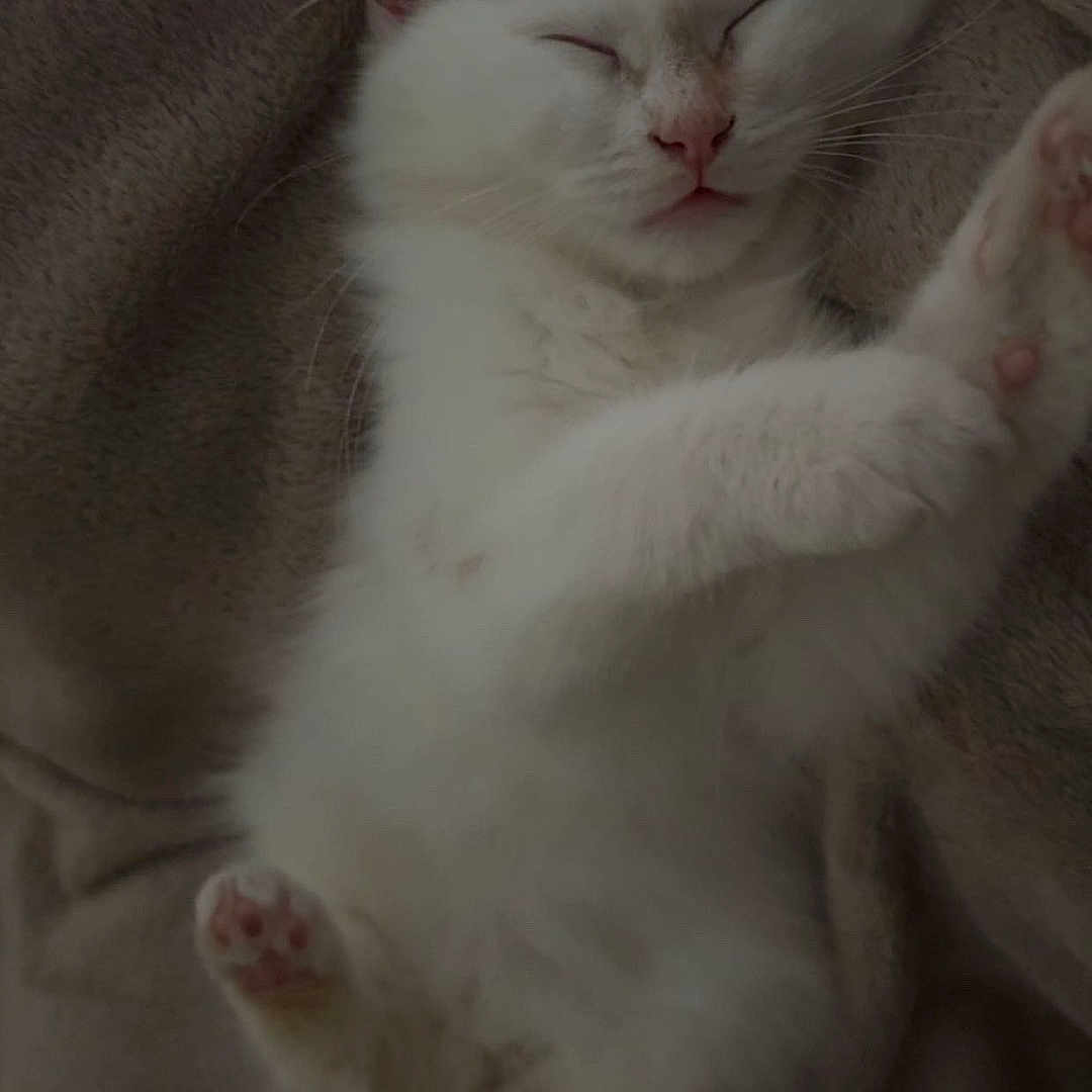 Woody participe au concours pour gagner de l'argent avec cette photo : adorable, animal, blanket, cat, closeup, cozy, cute, domestic_cat, fur, furry, indoor, kitten, paw, pet, relaxed, resting, sleeping, soft, whiskers, white_fur