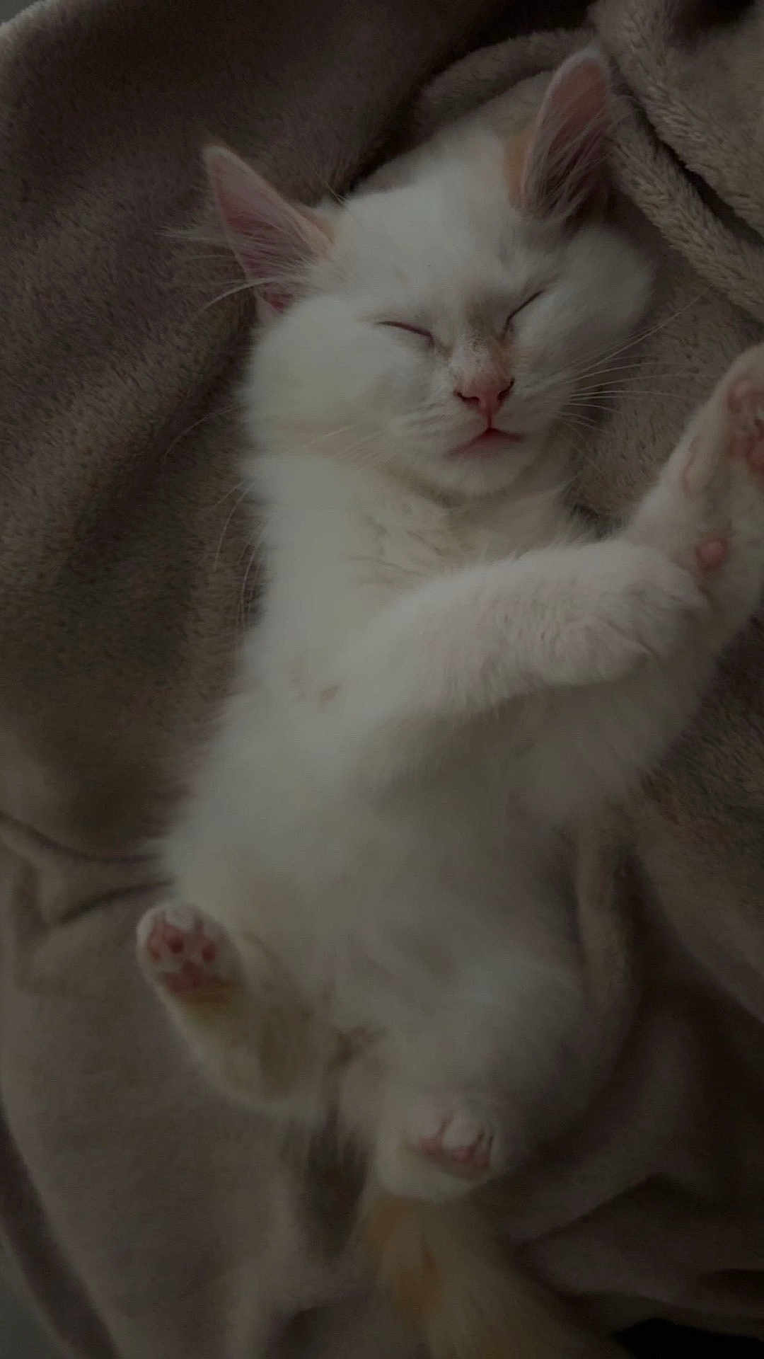 Woody participe au concours pour gagner de l'argent avec cette photo : kitten, cat, sleeping, white_fur, paw, blanket, cozy, relaxed, cute, pet, animal, furry, indoor, soft, resting, fur, whiskers, adorable, closeup, domestic_cat