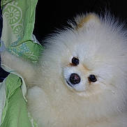 Argus participe au concours pour gagner de l'argent avec cette photo : adorable, animal, blanket, companion, cozy, cream_colored, cute, dog, domestic_animal, face, fluffy, fur, indoor, pet, pomeranian, portrait, puppy, small_dog, soft, young