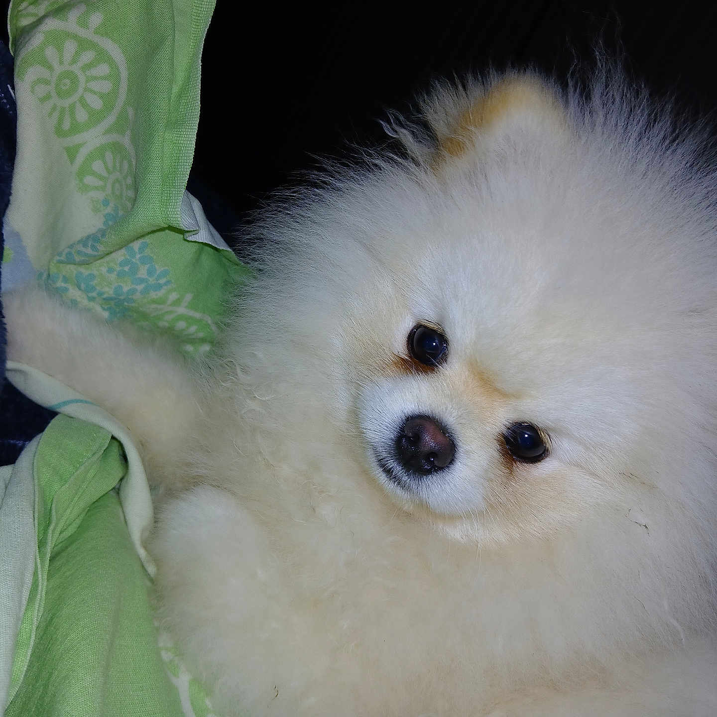 Argus participe au concours pour gagner de l'argent avec cette photo : adorable, animal, blanket, companion, cozy, cream_colored, cute, dog, domestic_animal, face, fluffy, fur, indoor, pet, pomeranian, portrait, puppy, small_dog, soft, young