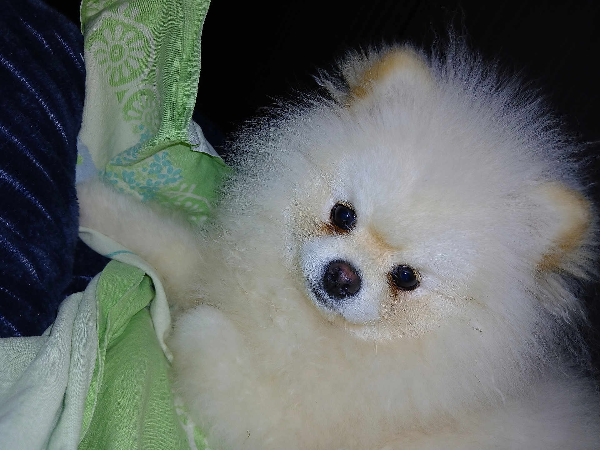 Argus participe au concours pour gagner de l'argent avec cette photo : adorable, animal, blanket, companion, cozy, cream_colored, cute, dog, domestic_animal, face, fluffy, fur, indoor, pet, pomeranian, portrait, puppy, small_dog, soft, young