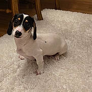 Snoopy is registered to the contest to win money with this photo: puppy, dog, white_rug, wooden_chair, wooden_floor, indoor, pet, cute, small_dog, black_and_white, fur, floor, domestic_animal, animal, looking_up, sitting, curious, young, home, cozy