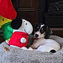 Snoopy is registered to the contest to win money with this photo: puppy, dog, plush_toy, snoopy, dog_bed, floor, stocking, christmas, holiday, indoor, wood_floor, cute, pet, resting, cozy, toy, stuffed_animal, black_and_white, curious, soft