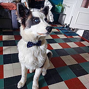 Vasco a rejoint le concours — aidez-le/la à gagner de superbes lots ! animal, black_fur, blue_eyes, bow_tie, brown_fur, colorful_floor, cushions, cute, decor, dog, ears, flooring, furniture, indoor, living_room, pet, plant, portrait, tiles, white_fur