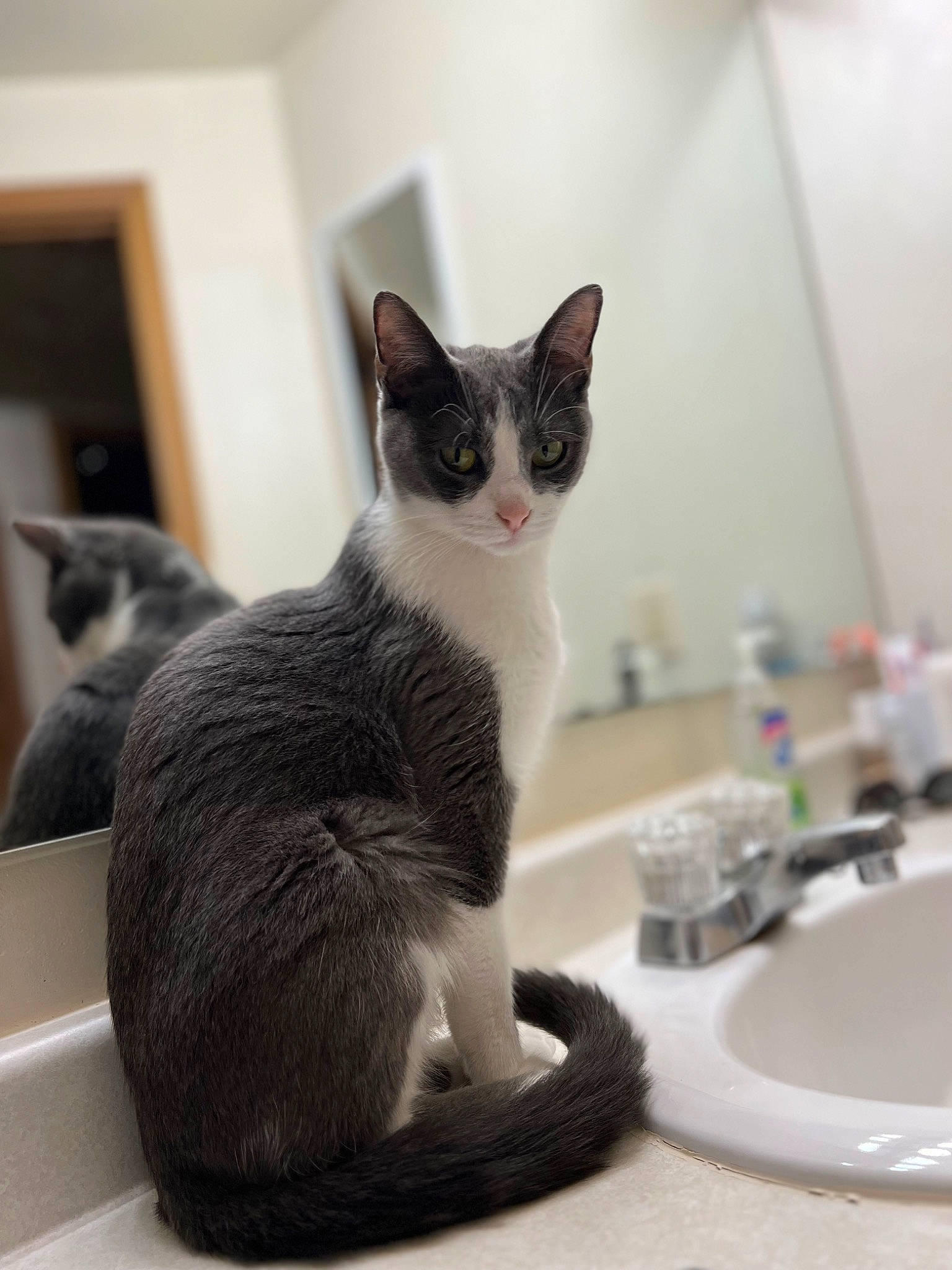 Stormy joined the competition — help win amazing prizes! bathroom, bathroom_sink, carnivore, cat, cat_supply, comfort, domestic_short_haired_cat, felidae, fur, grey, pet_supply, plumbing, plumbing_fixture, porcelain, sink, small_to_medium_sized_cats, snout, tail, tap, whiskers