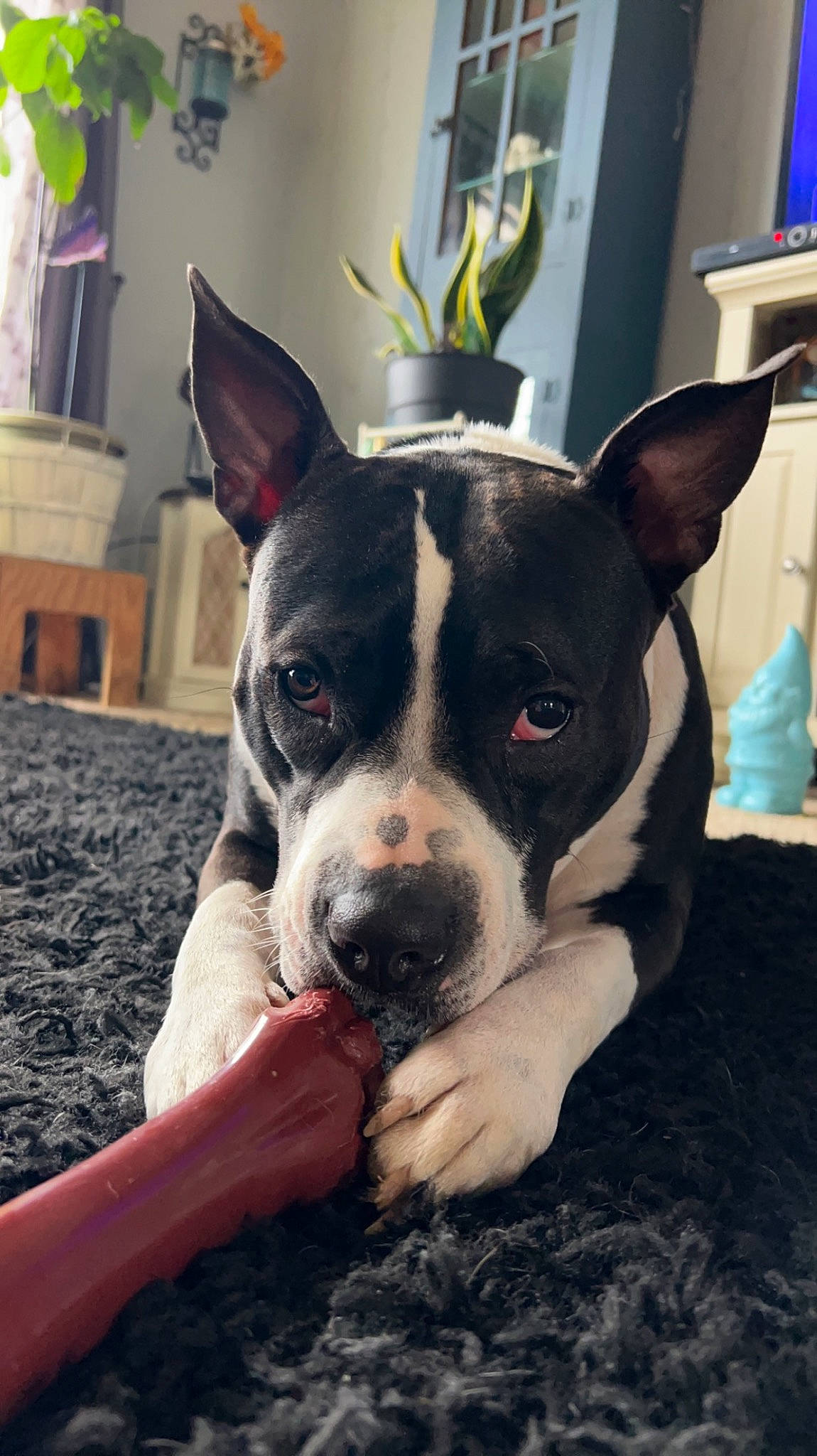 Phoenix is registered to the contest to win money with this photo: bored, boston_terrier, canidae, carnivore, collar, companion_dog, dog, dog_breed, fawn, fur, houseplant, non_sporting_group, paw, snout, sporting_group, terrestrial_animal, whiskers, window, working_animal, working_dog