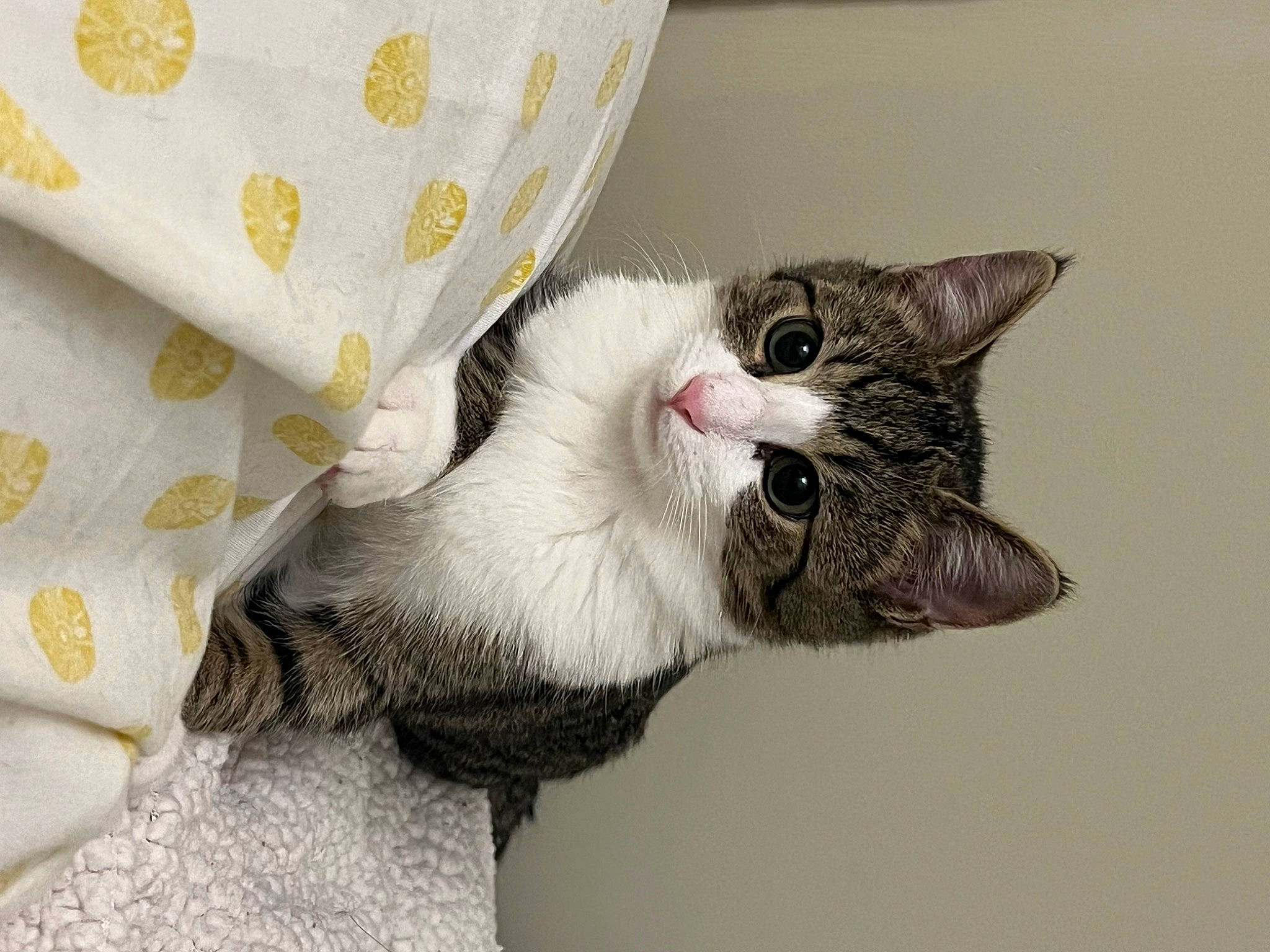 Salem joined the competition — help win amazing prizes! carnivore, cat, claw, comfort, curtain, domestic_short_haired_cat, ear, felidae, fur, grey, linens, paw, small_to_medium_sized_cats, snout, tail, whiskers