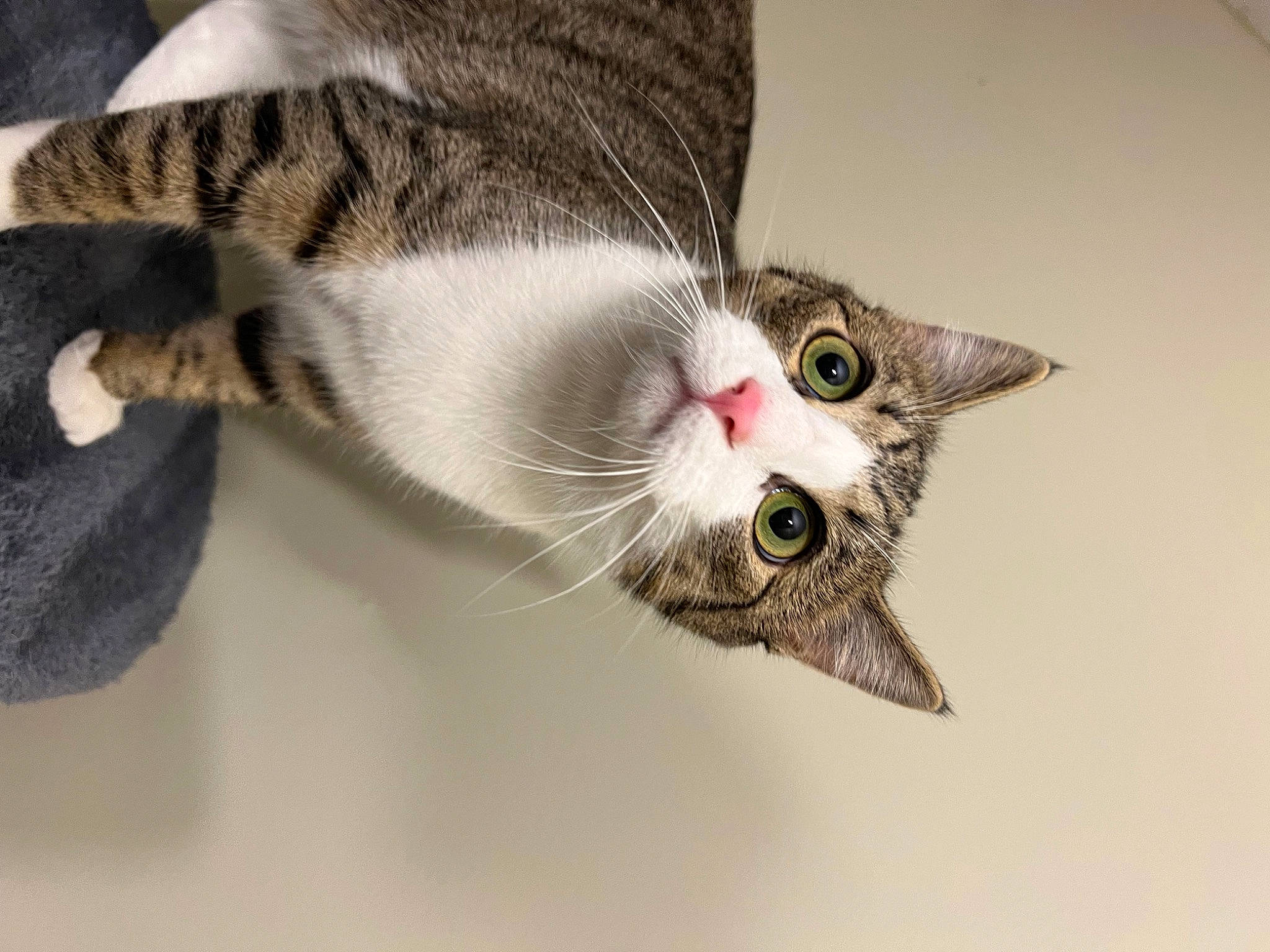 Salem is registered to the contest to win money with this photo: carnivore, cat, claw, domestic_short_haired_cat, ear, eye, eyelash, felidae, fur, head, paw, small_to_medium_sized_cats, snout, tail, whiskers