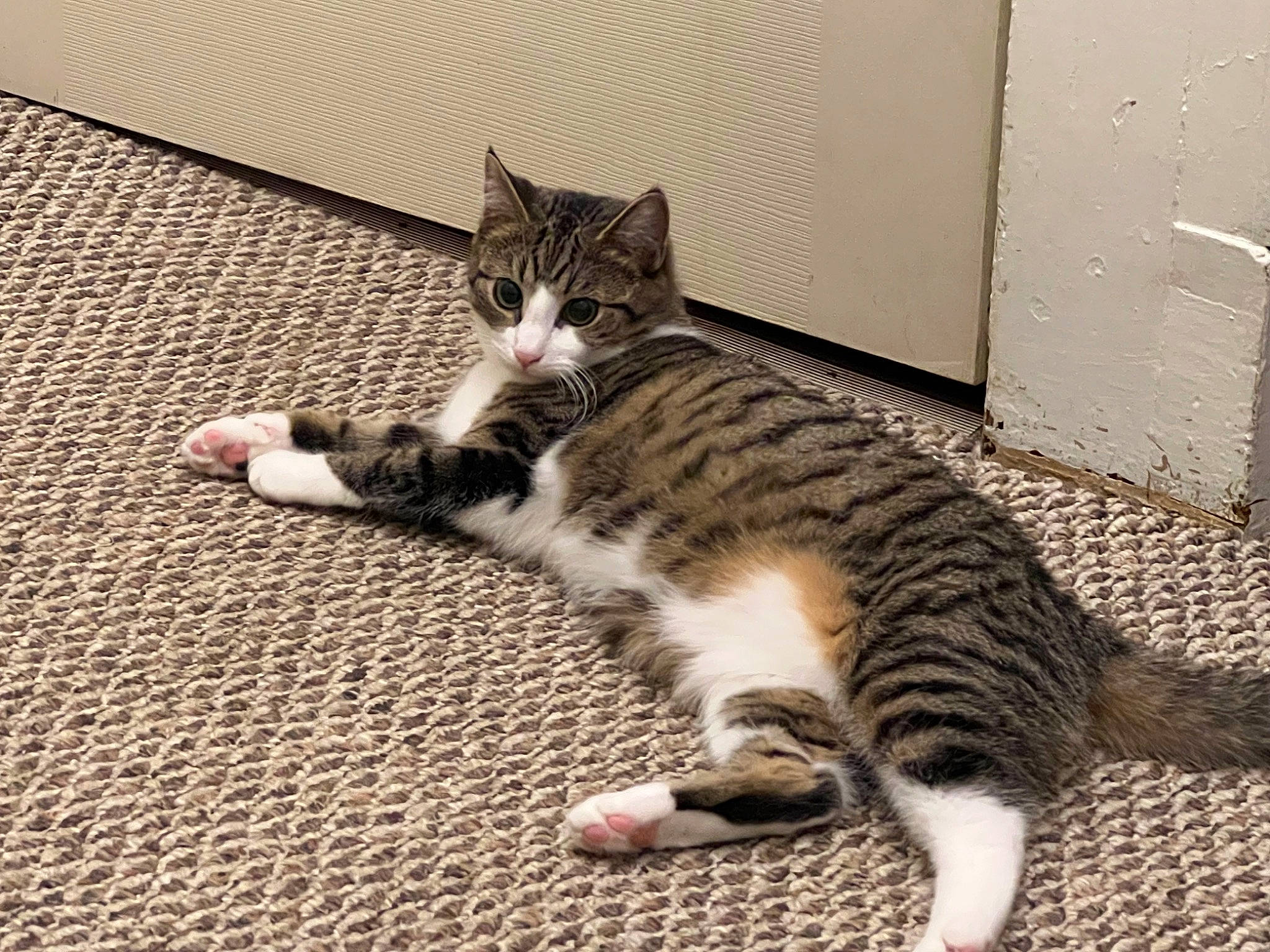 Salem joined the competition — help win amazing prizes! carnivore, cat, claw, domestic_short_haired_cat, felidae, flooring, foot, fur, paw, sitting, small_to_medium_sized_cats, snout, tail, terrestrial_animal, whiskers, wood