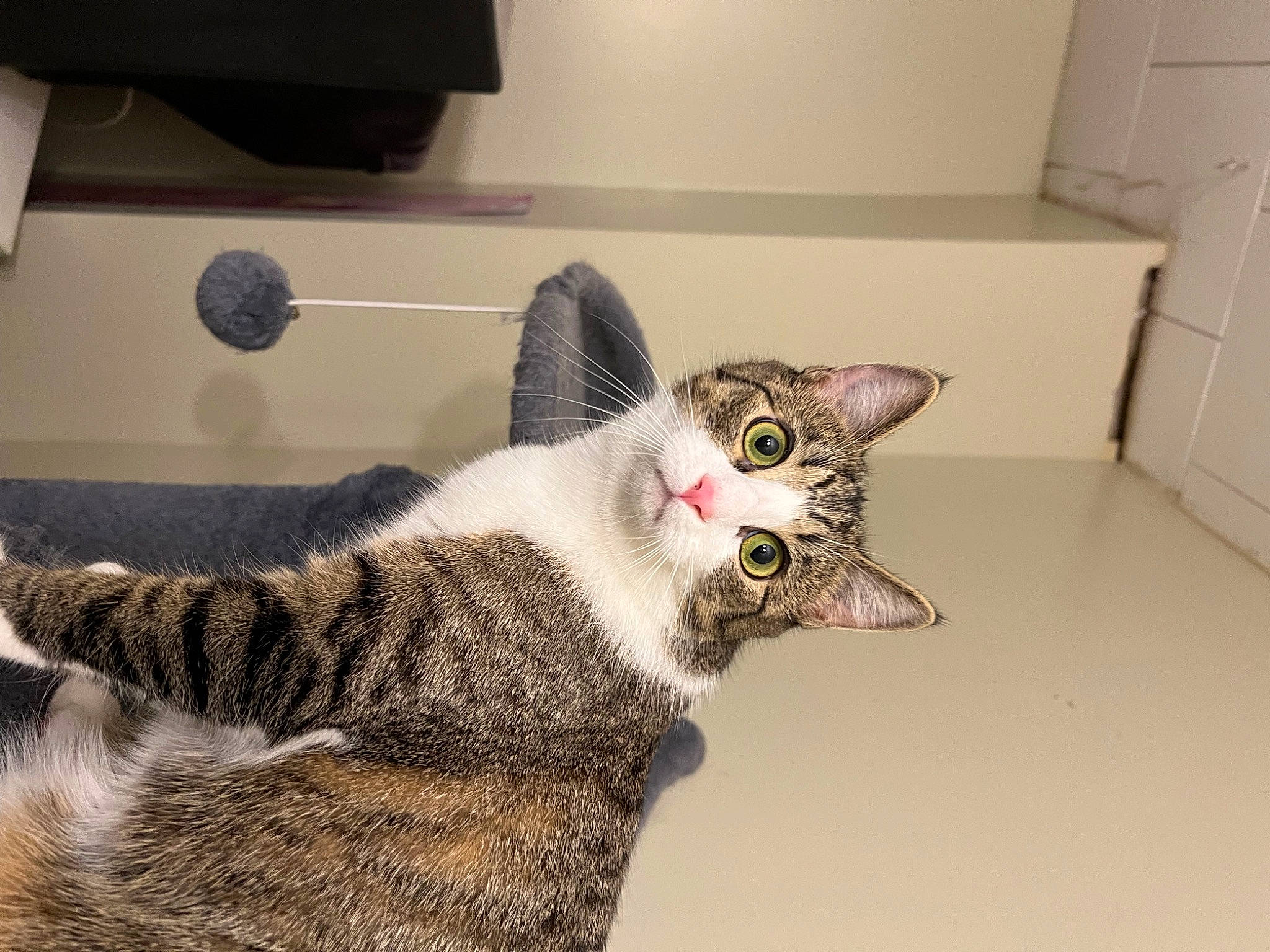 Salem is registered to the contest to win money with this photo: carnivore, cat, cat_furniture, claw, comfort, domestic_short_haired_cat, door, eye, felidae, fur, jaw, paw, room, small_to_medium_sized_cats, snout, tail, terrestrial_animal, whiskers