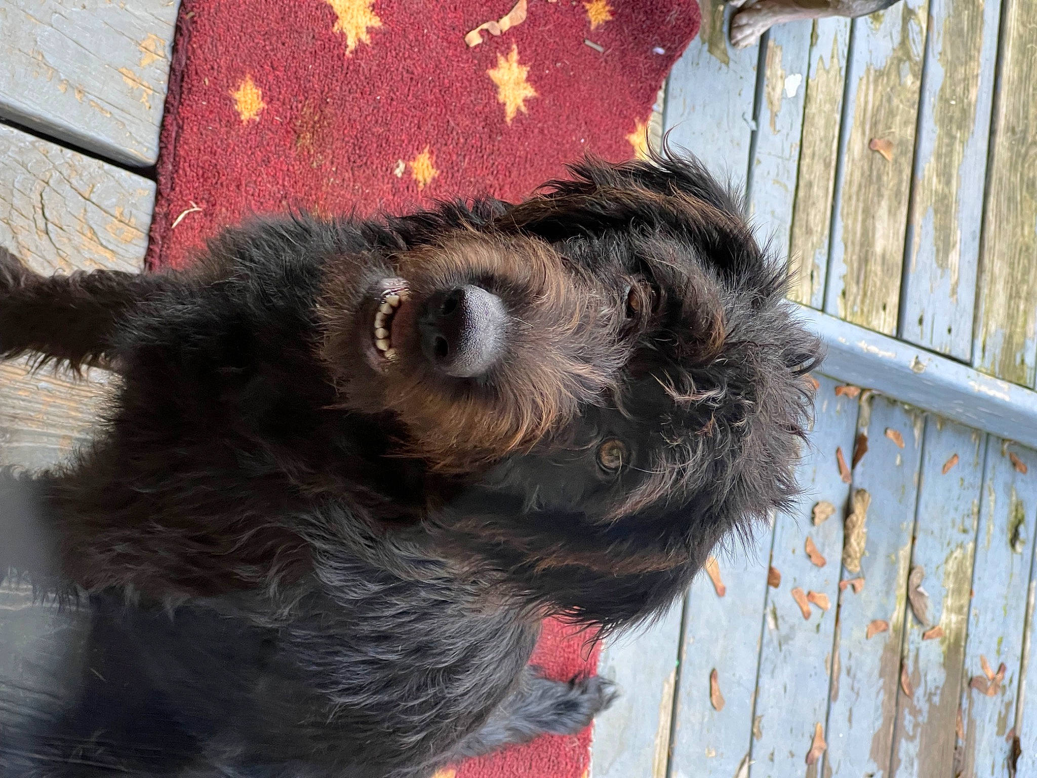 Marley is registered to the contest to win money with this photo: canidae, carnivore, claw, companion_dog, dog, dog_breed, foot, fur, liver, paw, primate, snout, sporting_group, tail, terrestrial_animal, wood, working_animal