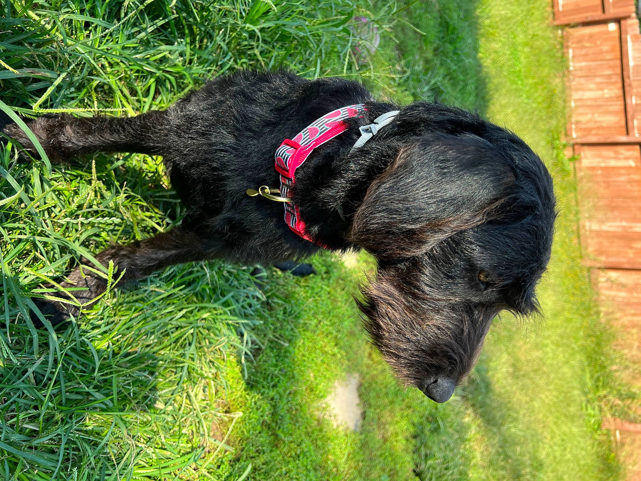 Marley joined the competition — help win amazing prizes! airedale_terrier, brick, canidae, carnivore, collar, companion_dog, dog, dog_breed, dog_collar, dog_supply, fur, grass, leash, pet_supply, plant, sporting_group, tail, terrier, water_dog, working_animal