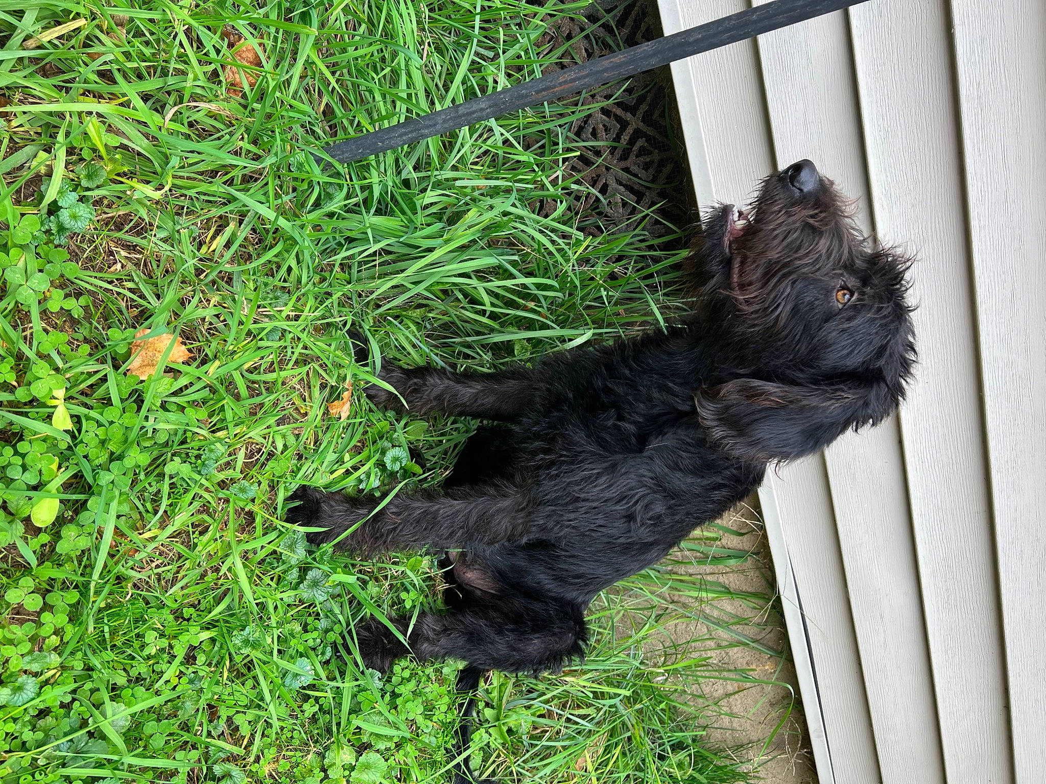 Marley joined the competition — help win amazing prizes! canidae, carnivore, companion_dog, dog, dog_breed, fur, grass, groundcover, liver, non_sporting_group, plant, sporting_group, tail, terrestrial_animal, trunk, wood, working_animal