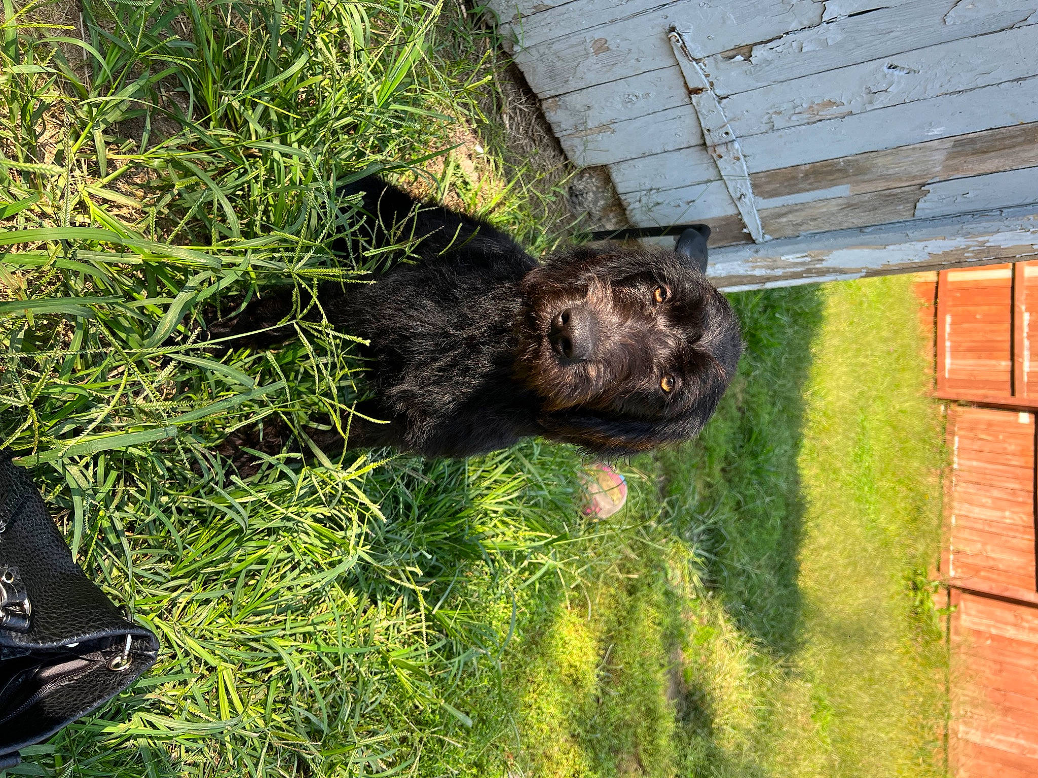 Marley is registered to the contest to win money with this photo: bag, brick, brickwork, canidae, carnivore, dog_breed, fawn, fur, grass, grass_family, groundcover, liver, luggage_and_bags, plant, shrub, soil, sporting_group, terrestrial_animal, trunk, wood