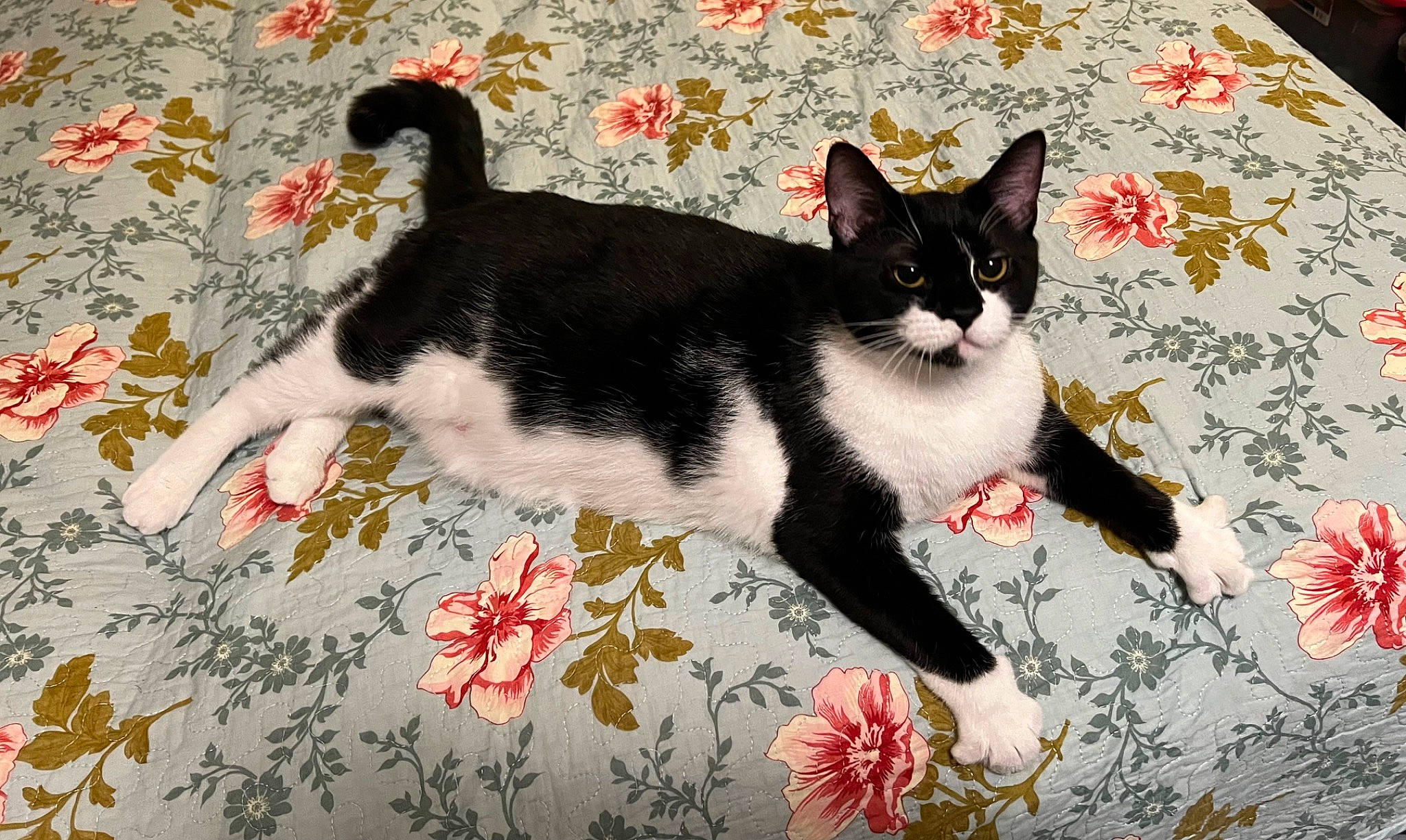 Ivy is registered to the contest to win money with this photo: art, carnivore, cat, comfort, creative_arts, domestic_short_haired_cat, felidae, flooring, flower, fur, linens, paint, pattern, paw, plant, rectangle, sitting, small_to_medium_sized_cats, tail, whiskers