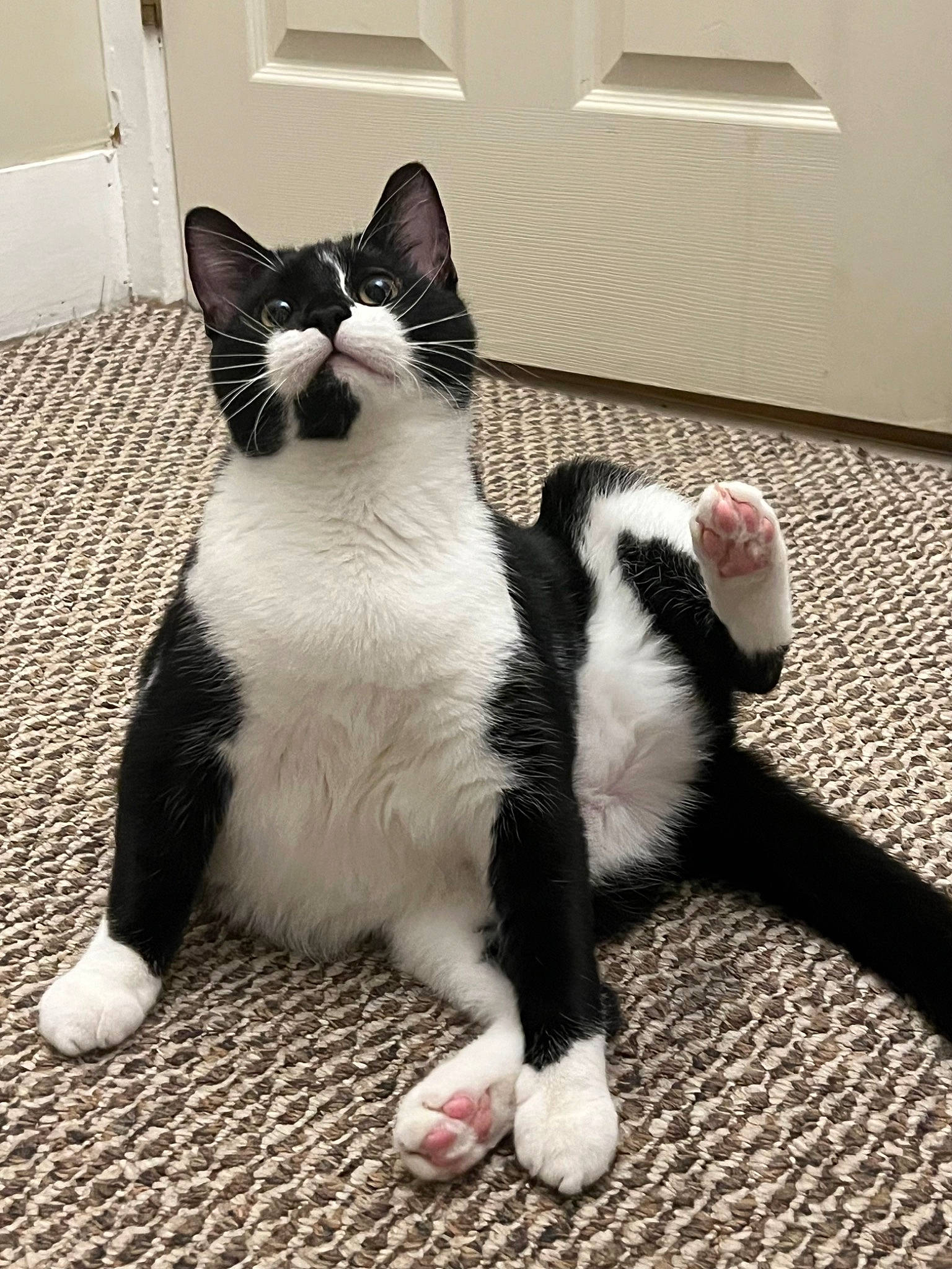 Ivy joined the competition — help win amazing prizes! carnivore, cat, claw, comfort, domestic_short_haired_cat, felidae, flooring, foot, formal_wear, fur, grey, monochrome_photography, paw, small_to_medium_sized_cats, snout, tail, terrestrial_animal, whiskers