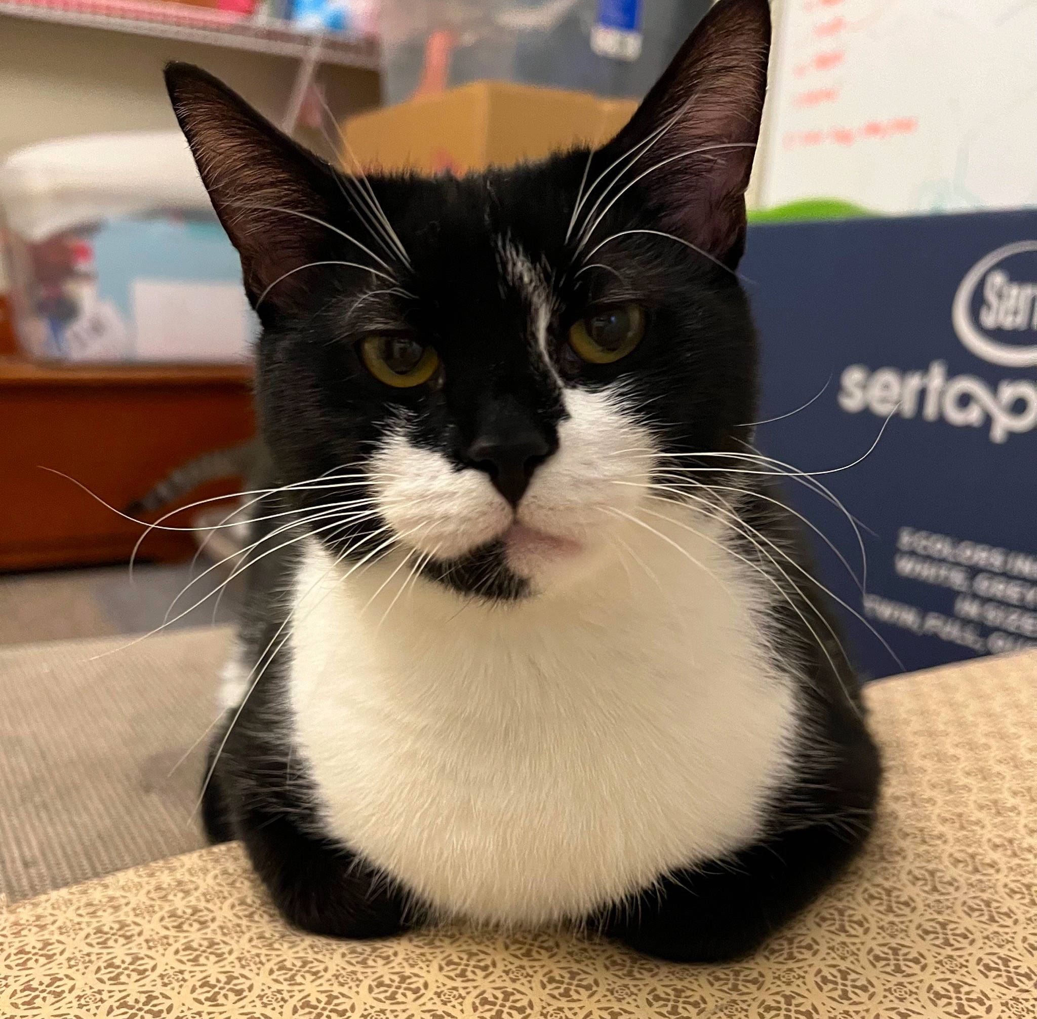 Ivy is registered to the contest to win money with this photo: carnivore, cat, claw, comfort, domestic_short_haired_cat, felidae, foot, fur, paw, small_to_medium_sized_cats, snout, tail, terrestrial_animal, whiskers