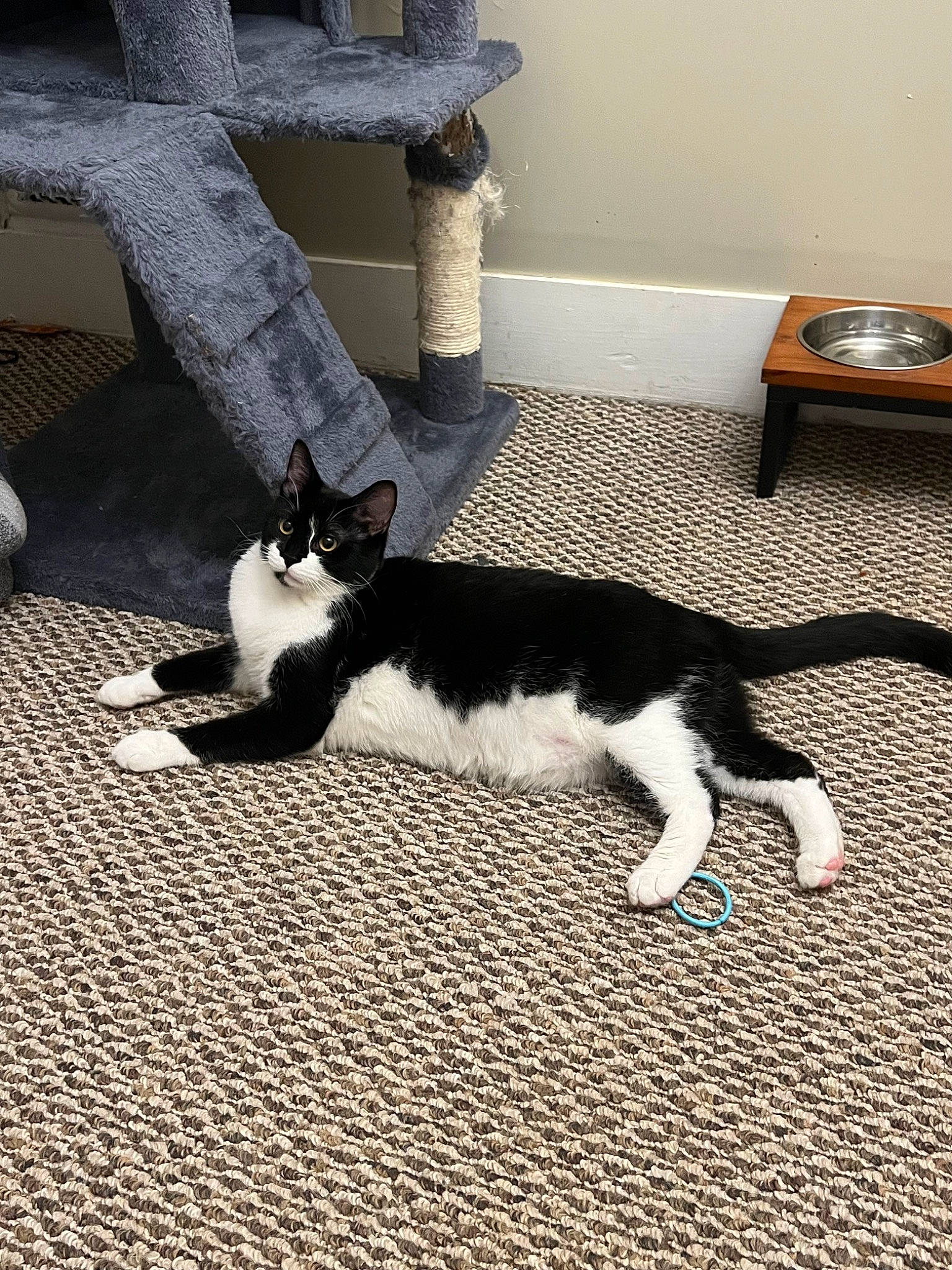 Ivy joined the competition — help win amazing prizes! carnivore, cat, comfort, domestic_short_haired_cat, felidae, floor, flooring, foot, fur, grey, hardwood, human_leg, monochrome_photography, paw, plant, sitting, small_to_medium_sized_cats, tail, whiskers, wood