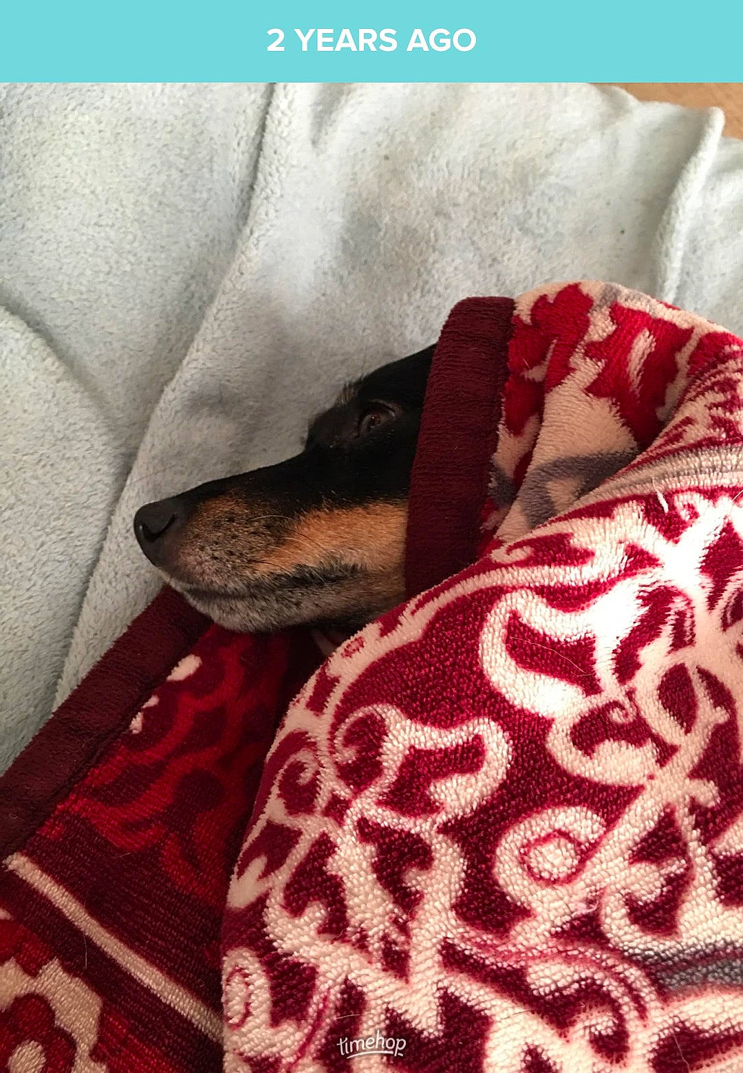 Puppers is registered to the contest to win money with this photo: bedding, blanket, carmine, comfort, companion_dog, dog, dog_supply, font, fur, linens, magenta, pattern, rectangle, room, terrestrial_animal