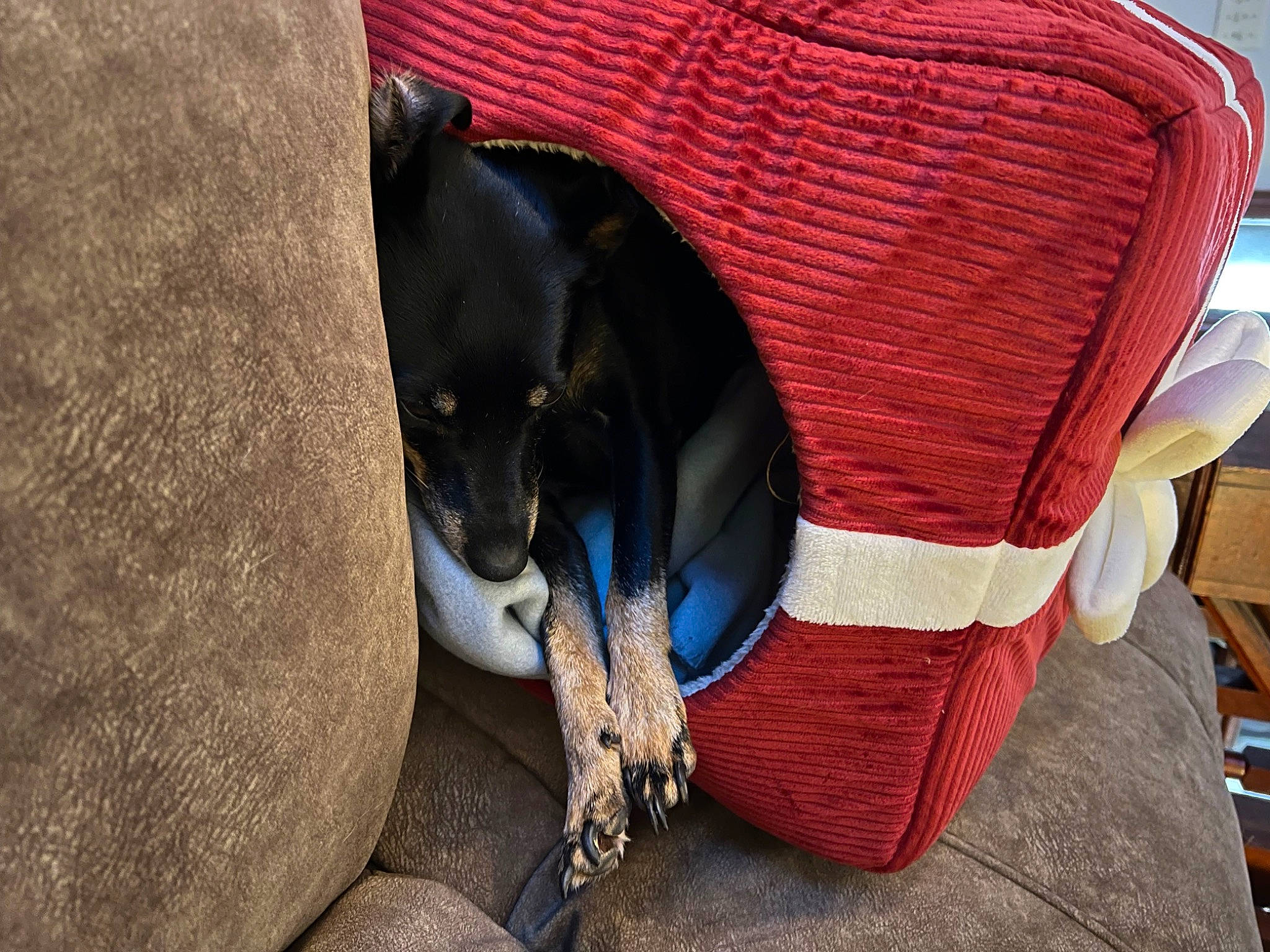 Puppers is registered to the contest to win money with this photo: canidae, carmine, carnivore, collar, comfort, companion_dog, dog, dog_breed, dog_collar, dog_supply, electric_blue, fashion_accessory, fawn, guard_dog, leash, pet_supply, sitting, snout, sporting_group, working_animal